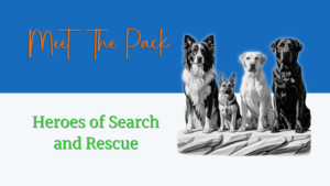 Read more about the article Meet the Pack: K9 Heroes of Search and Rescue